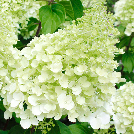 Hortensie 'Polar Bear'