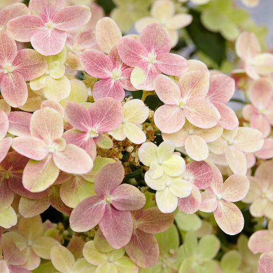 Hortensie 'Polestar'