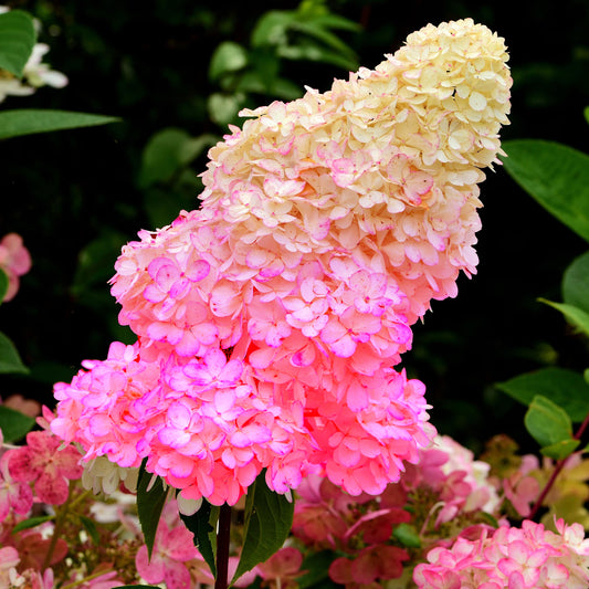 Hortensie 'Sundae Fraise'