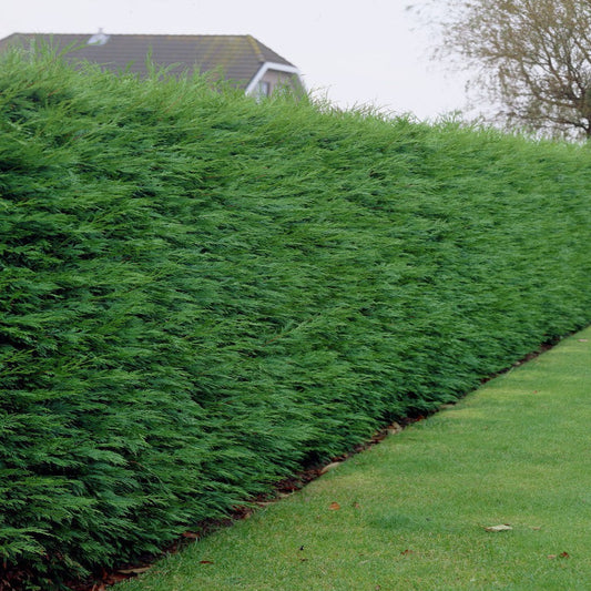Leylandii Green Hedge