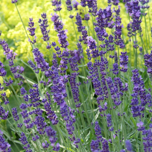Echter Lavendel 'Munstead' (Lavandula angustifolia)