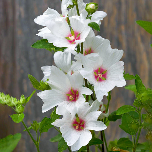 Buschmalve 'Silver Barnsley'