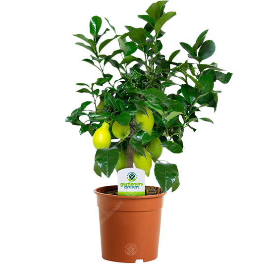 Zitronenbaum 'Lemon'