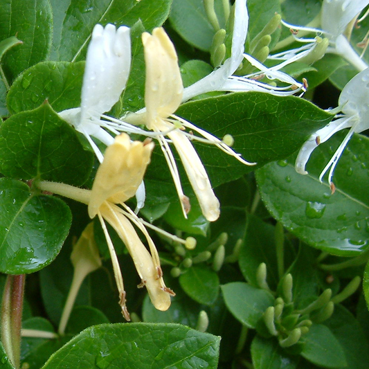 Japanisches Geißblatt 'Halliana' (Lonicera)