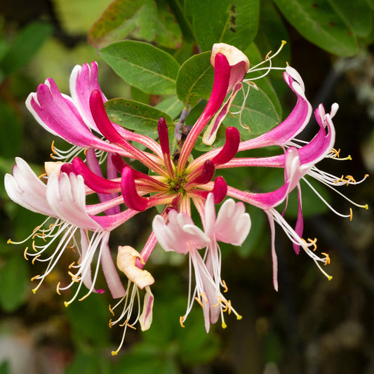 Waldgeißblatt 'Serotina' (Lonicera)