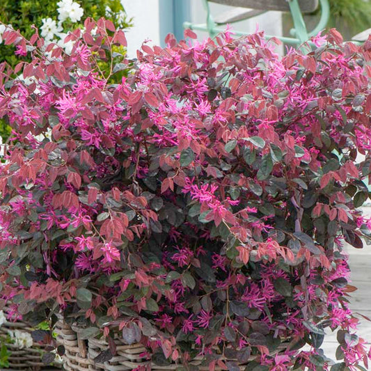Riemenblüte 'Fire Dance'