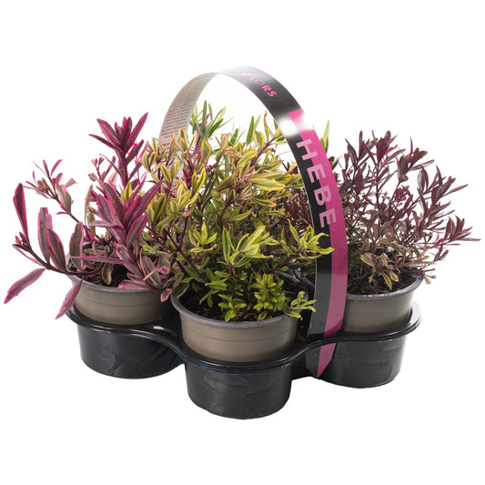 Strauchveronica (Hebe) Magic Colours Mix