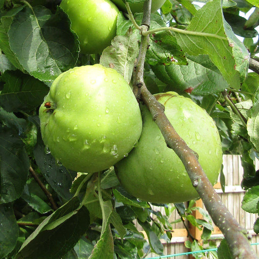 Apfel 'Granny Smith' Terrassenbaum