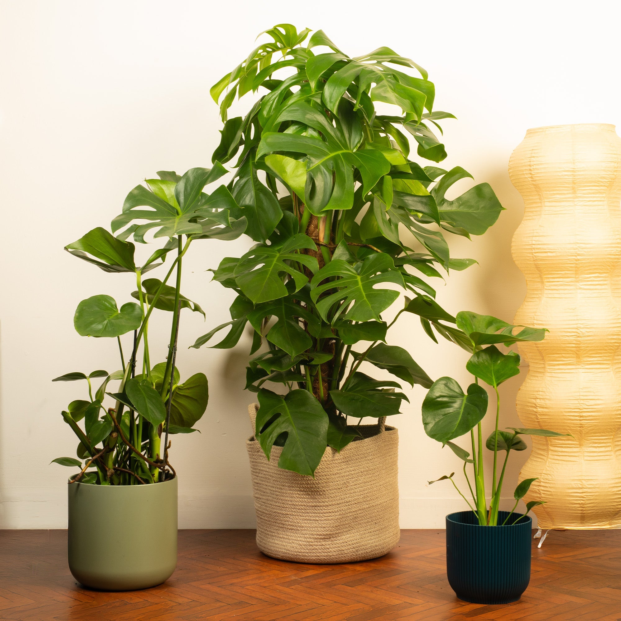 monstera deliciosa kaufen Monstera deliciosa kaufen | Köstliches Fensterblatt