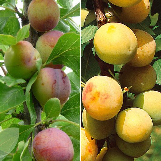 Duo Pflaume Terrassenbaum