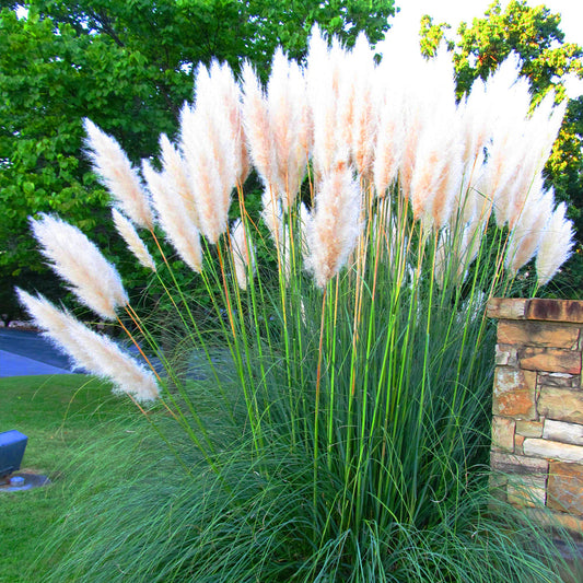 Pampasgras (Cortaderia selloana) 'Alba'