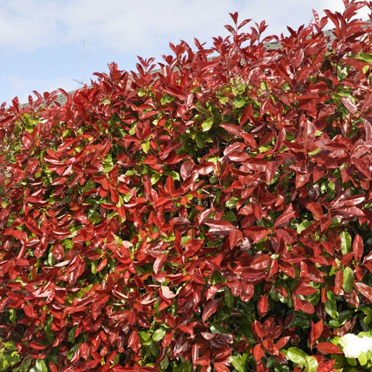 Photinia 'Red Robin' Hedge