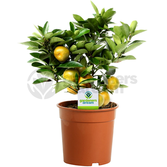 Calamondin-Orange (Citrus 'Calamondin')