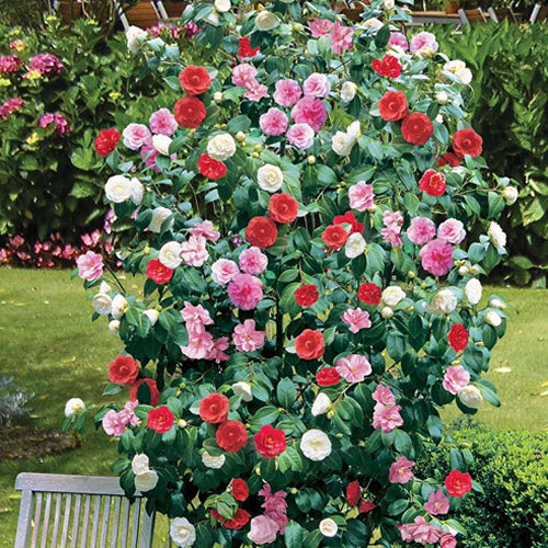 Kamelie 'Tricolour' (Camellia)
