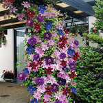 Waldrebe (Clematis) 'Rainbow' Mix