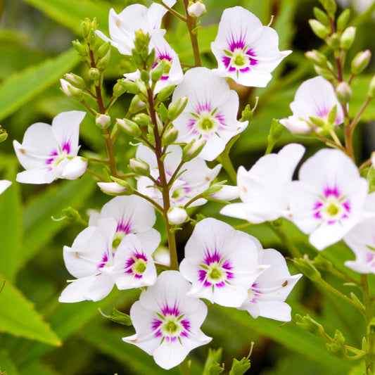 Strauchehrenpreis (Parahebe 'Avalanche')