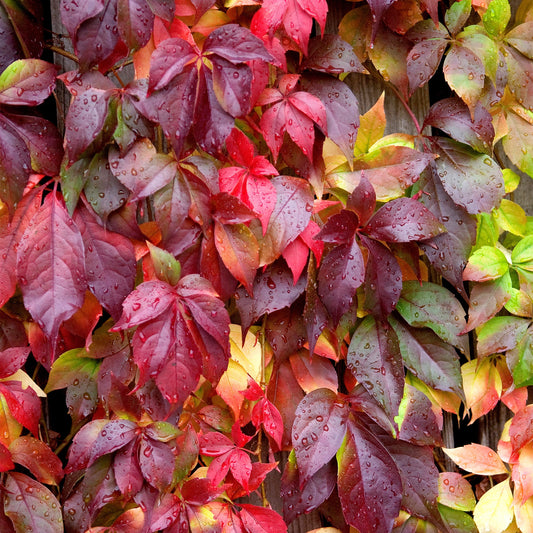 Selbstkletternder Wilder Wein (Parthenocissus engelmannii)