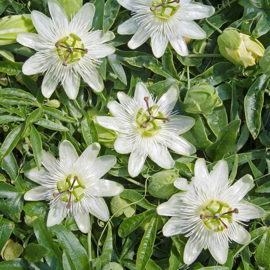 Passionsblume (Passiflora 'Constance Eliott')