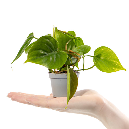 Baby-Kletterphilodendron (Philodendron scandens)