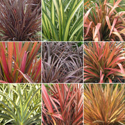 Keulenlilien-Mix (Phormium)