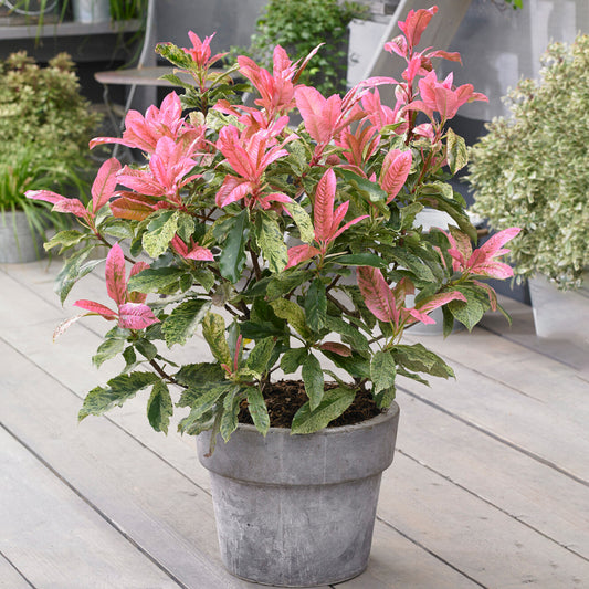 Glanzmispel 'Pink Crispy'