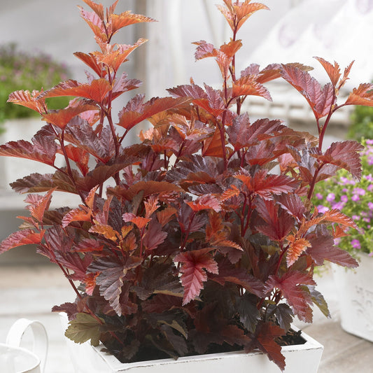 Zwerg-Fasanenspiere 'Little Angel' (Physocarpus)