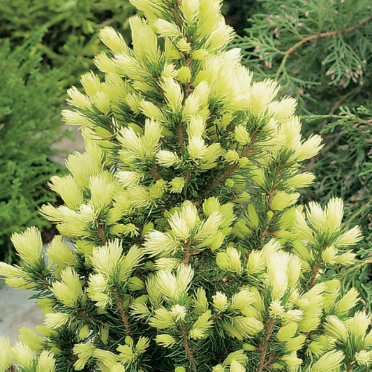 Zuckerhutfichte 'Daisy's White' (Picea)