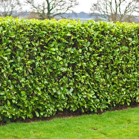 Cherry Laurel Hedge