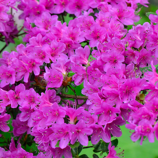Azalee 'Purple'