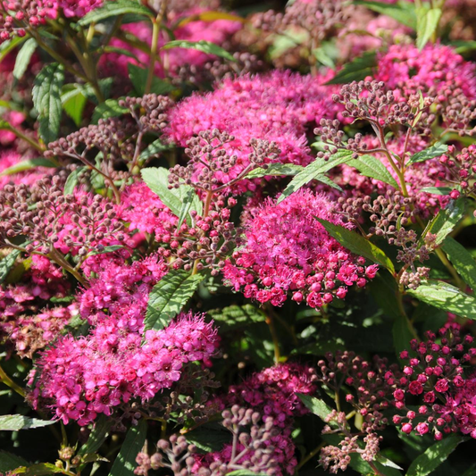 Spierstrauch 'Anthony Waterer'