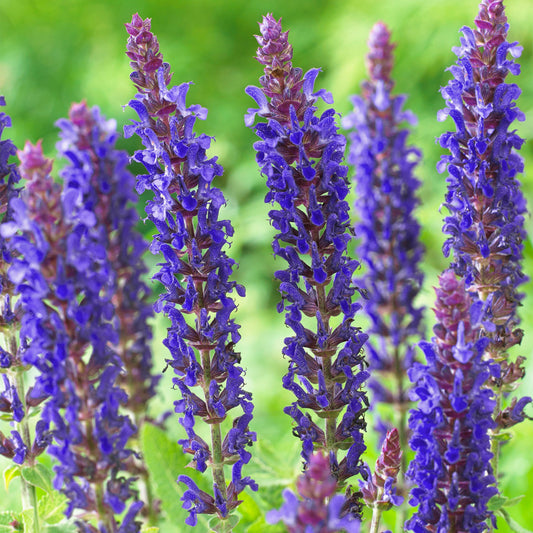 Steppen-Salbei (Salvia 'Ostfriesland')