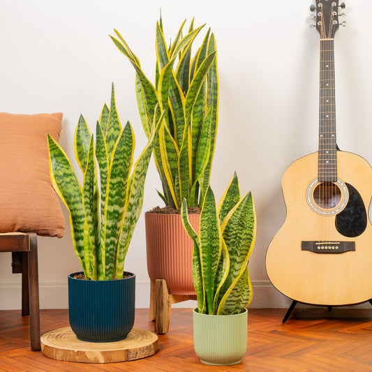 Sansevieria 'Laurentii'