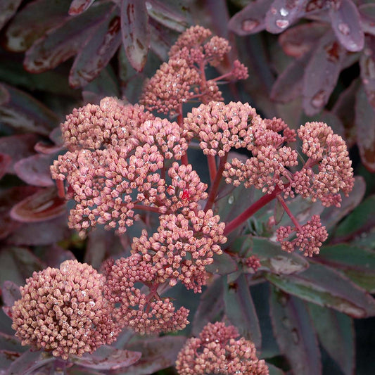 Fetthenne 'Marina' (Sedum)