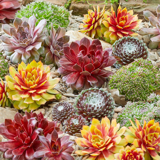 Hauswurz-Mix (Sempervivum)
