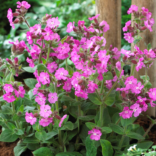 Leimkraut 'Rollie's Favorite' (Silene)