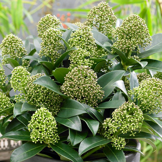 Skimmia 'Duftende Wolke'