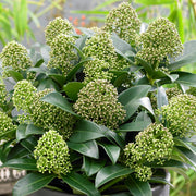 Skimmia 'Duftende Wolke'