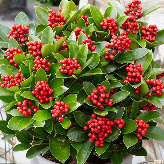 Skimmie 'Obsession' (Skimmia)