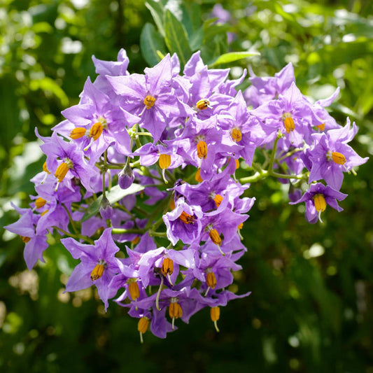 Sommer-Jasmin 'Glasnevin' (Solanum)