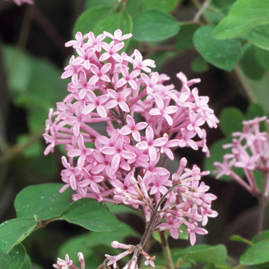 Flieder 'Red Pixie'