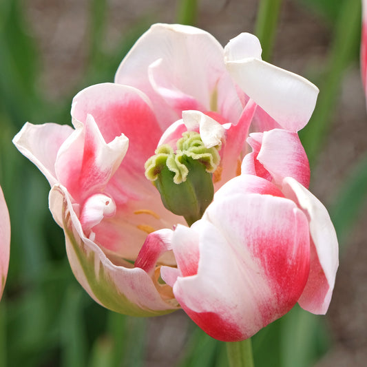 Tulip 'Finola'