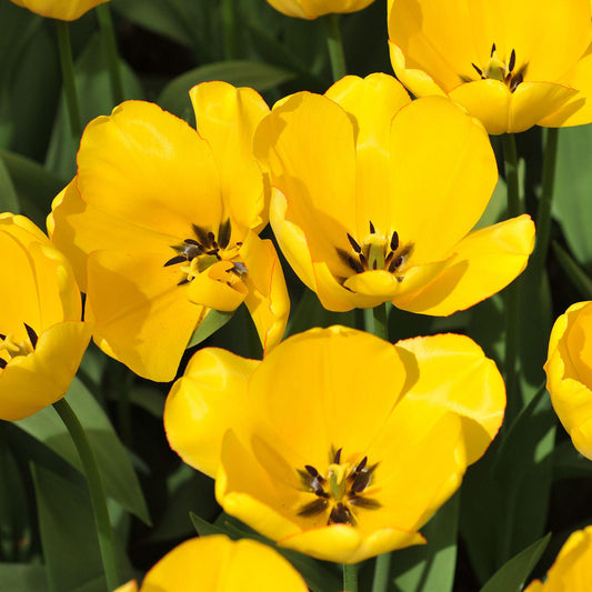 Tulip 'Golden Parade'