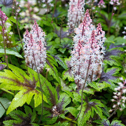 Schaumblüte 'Sugar & Spice'