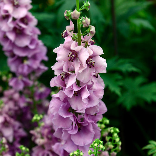 Königskerze 'Lavender Lass' (Verbascum)