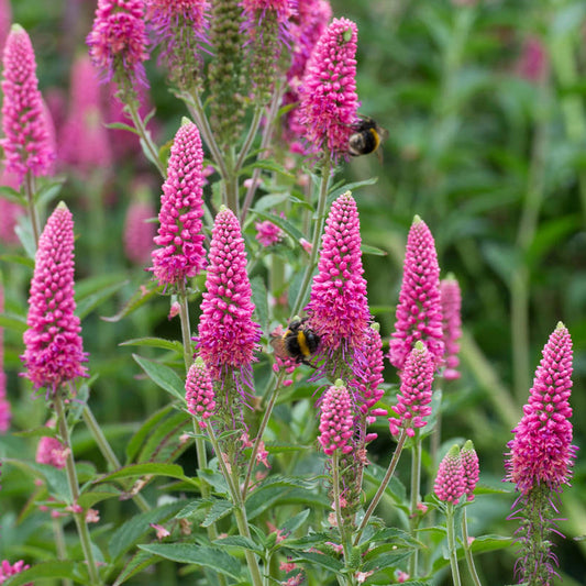 Veronika 'Erste Liebe'