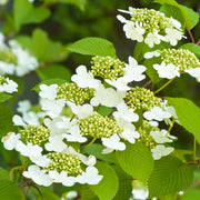 Japanischer Schneeball 'Kilimanjaro Sunrise' (Viburnum)