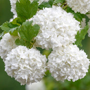Schneeball 'Roseum' (Viburnum)
