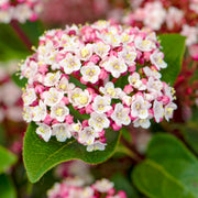 Mittelmeer-Schneeball 'Lisarose' (Viburnum)