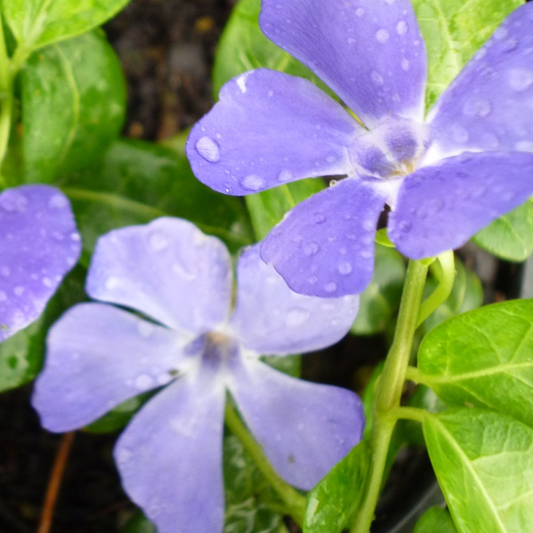Immergrün 'Bowles's Variety' (Vinca)