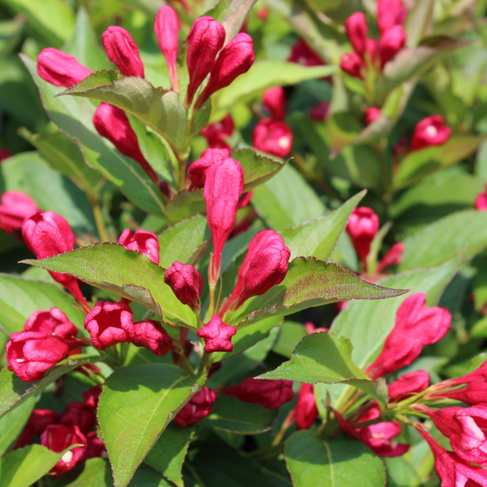 Weigelie 'All Summer Red'